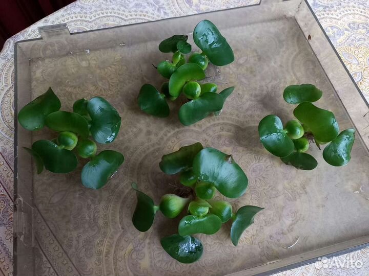 Эйхорния (Водный Гиацинт) Аквариумные растения