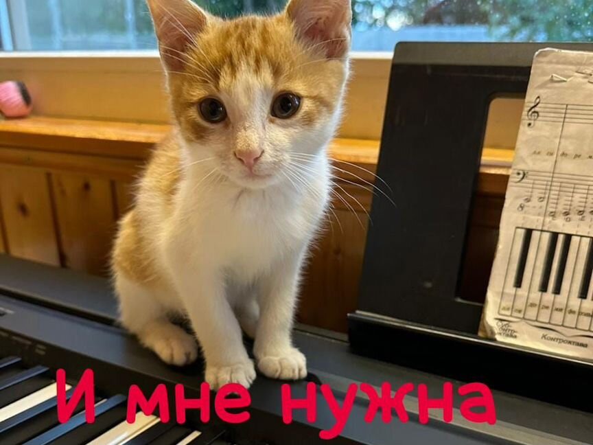 Котёнок кексик, мальчик, 2 мес. рыжий