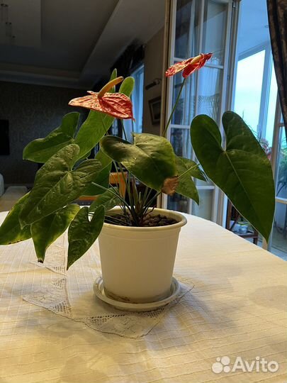 Антуриум д 22 см в 50 см