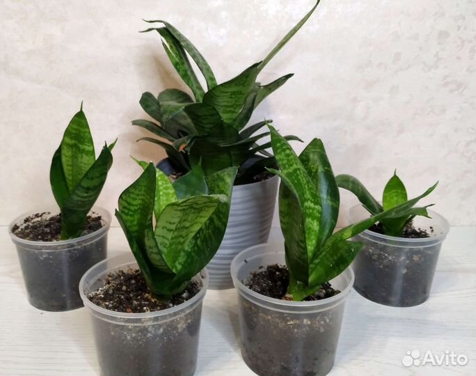 Сансевиерия ханни