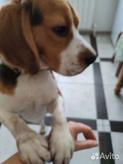 Собака бигль