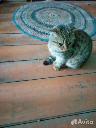 Кошечка в беде