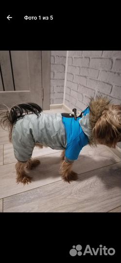 Зимний комбинезон для маленьких собак