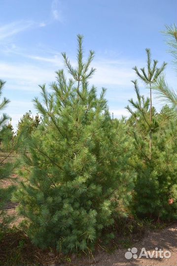 Сосна веймутова Pinus strobus