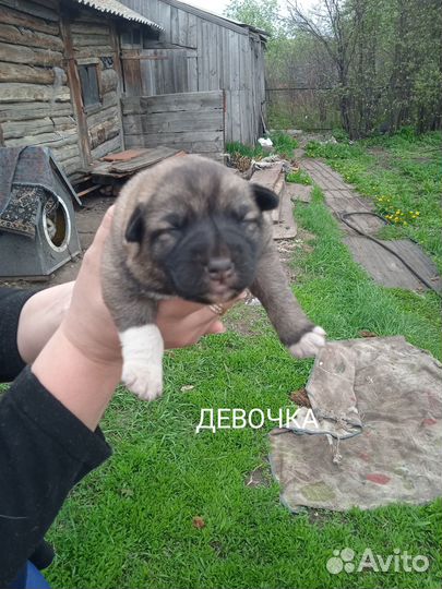 Отдам щенят в добрые руки