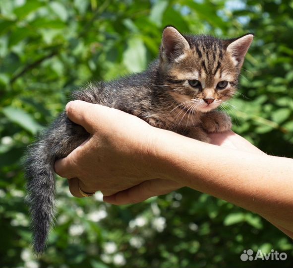 Котята в дар