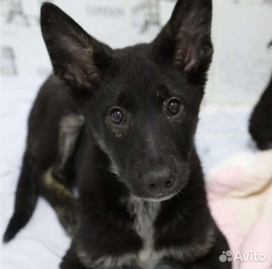 Щенки и собаки, помогу найти любимца