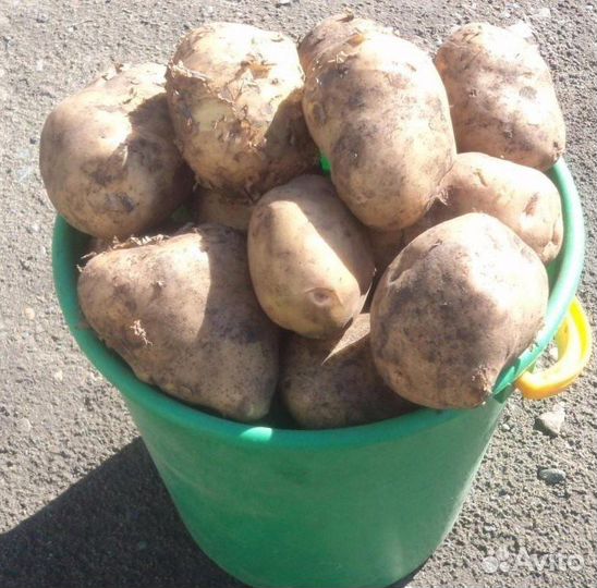 Продам картофель