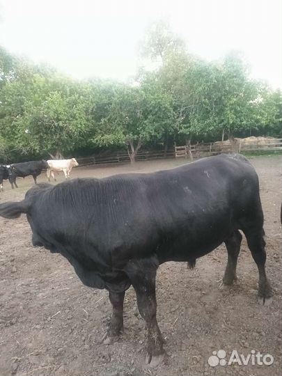 Абердин ангус бычки