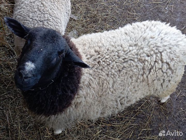 Обмен или продажа баран дорпер