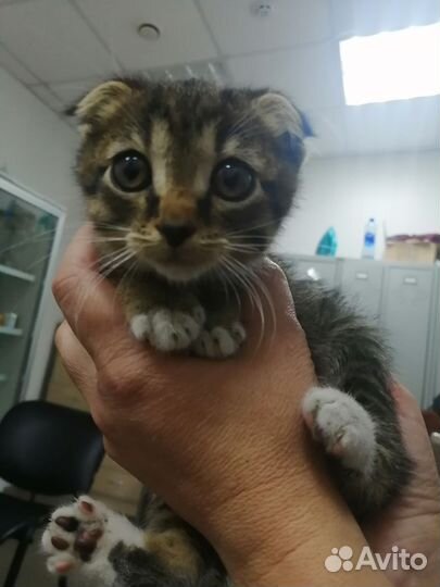 Кошечка вислоухая