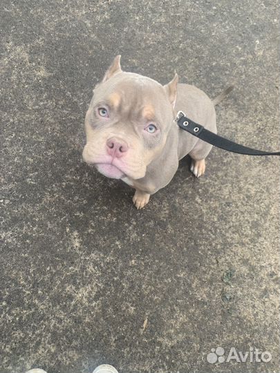 Кинолог с выездом