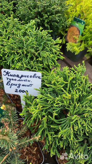 Кипарисовик Бриджит