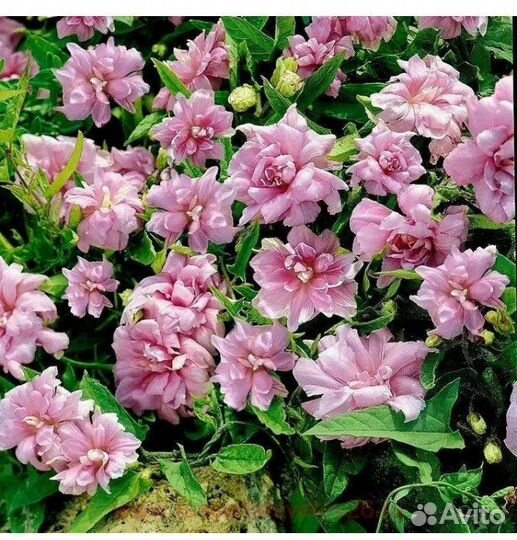 Калистегия махровая