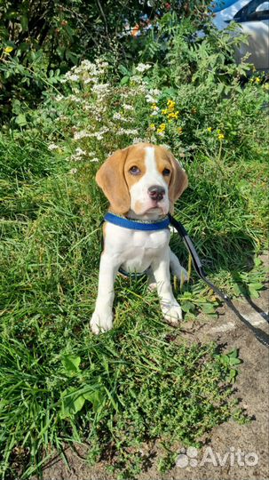 Щенки бигль