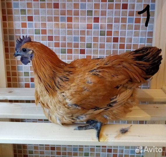 Петушки Лакендази