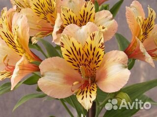 Продажа корней альстромерии оптом