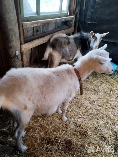 Козочки дойные