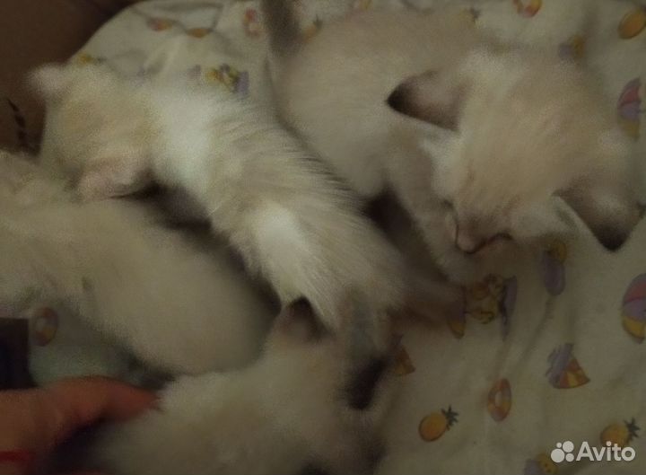 Тайские котята