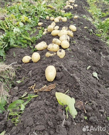 Картофель оптом