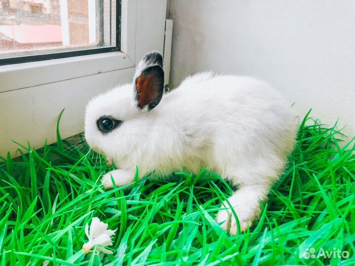 Карликовый кролик