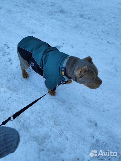 Куртка для собак