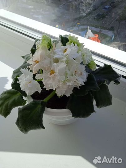 Сортовые фиалки