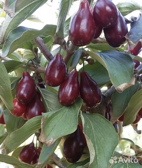 Саженцы кизила