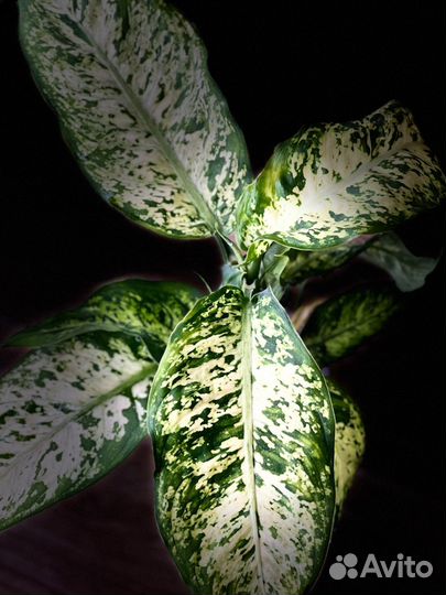 Диффенбахия Марс