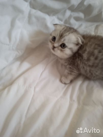 Шотландская