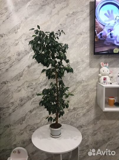 Фикусы бенджамина