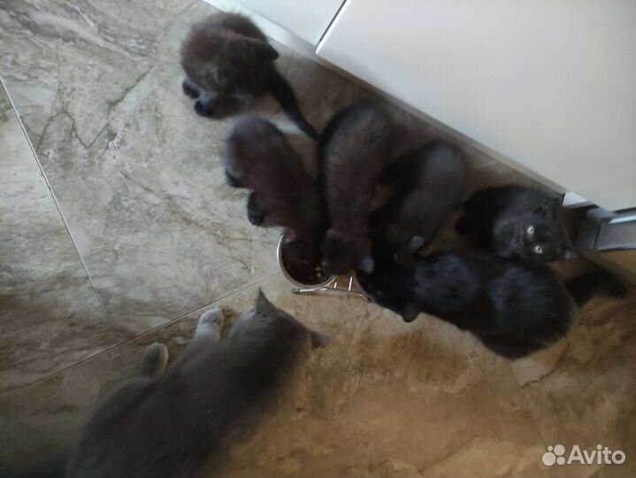 Котята в добрые руки бесплатно