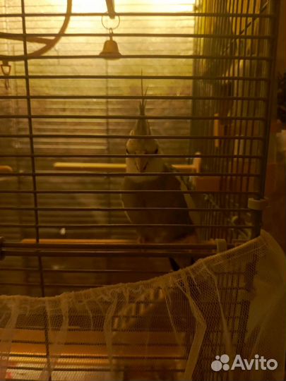 Продам попугая