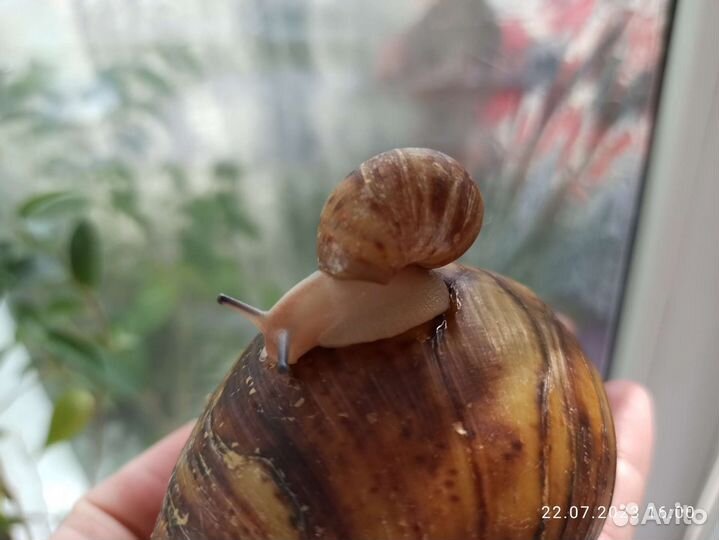 Улитята архахатины маргината