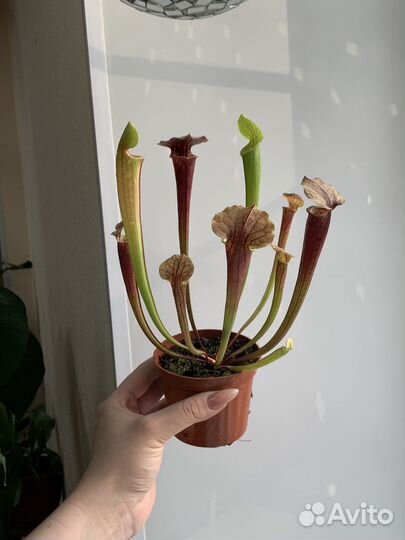 Саррацения хищное растение
