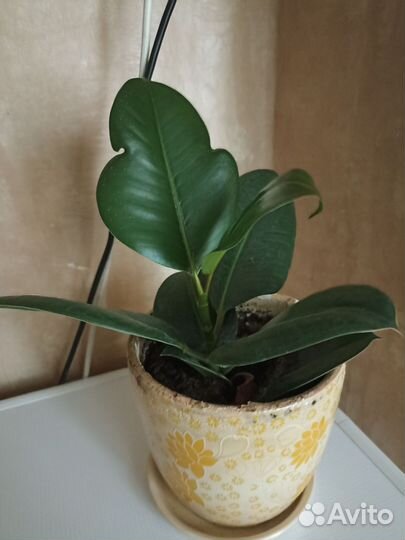 Фикус, шефлера