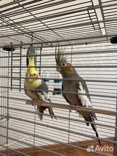 Попугай с клеткой