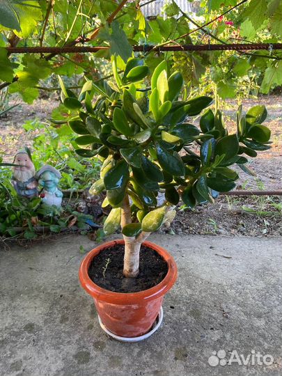 Денежное дерево