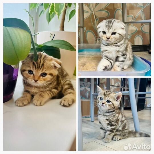 Шотландский вислоухий мальчик