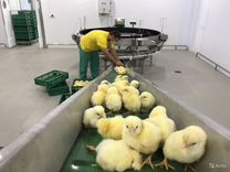Вакцинированные цыплята бройлера 14 июня