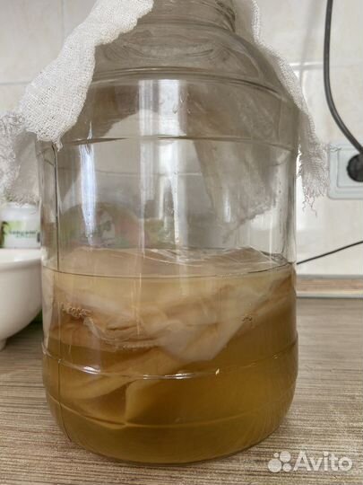 Чайный гриб комбуча