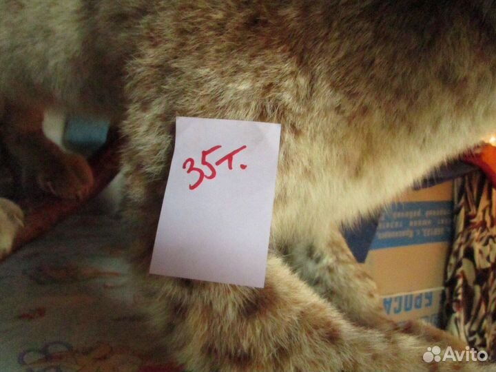 Имитация рысь
