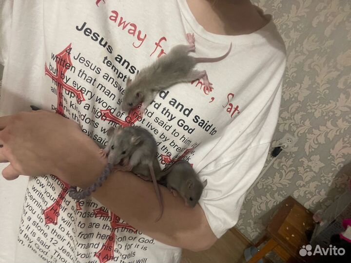 Продам крыс