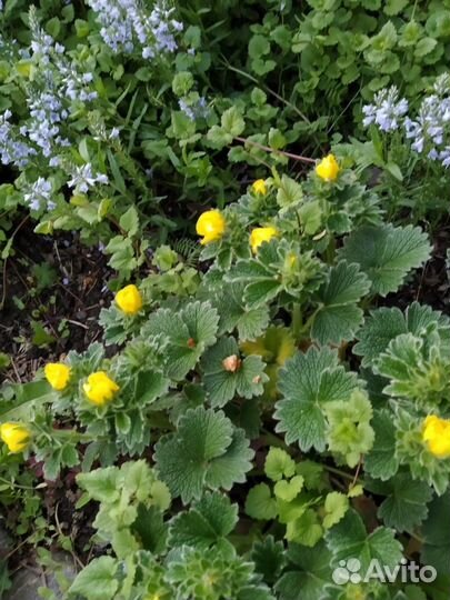 Лапчатка травянистая- неприхотливый многолетник