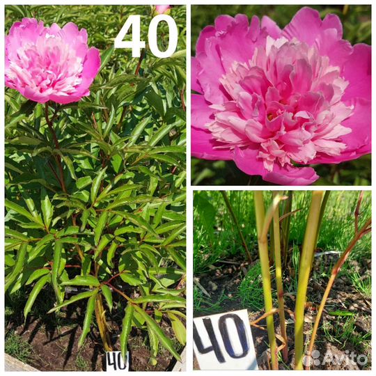 Пионы. Кусты. Большие. Цветущие