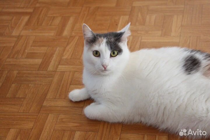 Кошка в дар