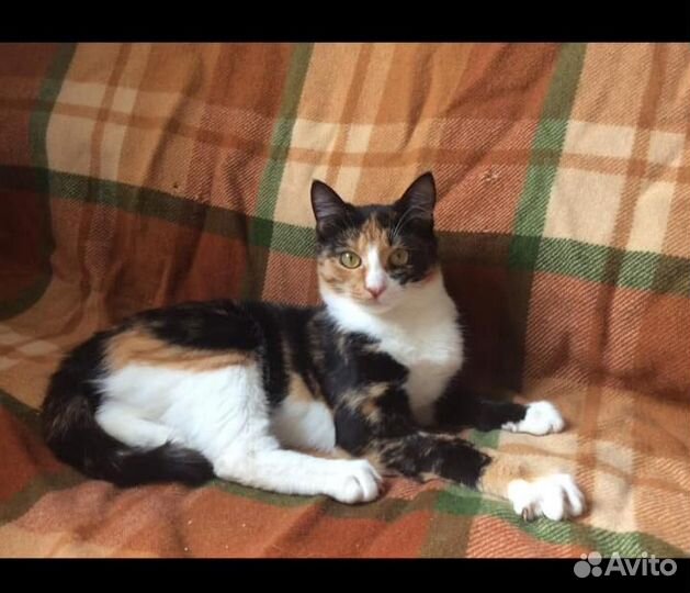 Разноцветная кошка Кася эксклюзив в поисках дома