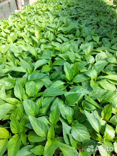 Рассада помидор, перца, капусты, базилика