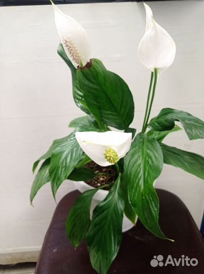 Спатифиллум женское счастье цветущий