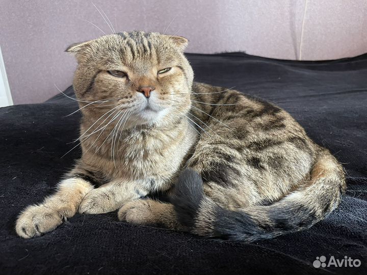 Шотландский вислоухий кот вязка